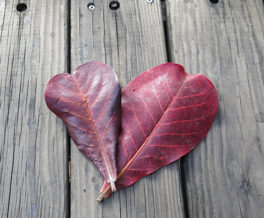 Ketapang Leaves (Indian Almond Leaves)